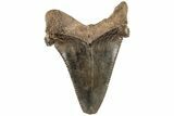 2.3" Serrated Angustidens Tooth - Megalodon Ancestor - #202394-1